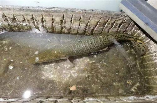 鳄雀鳝最新爆料新闻报道,最新爆料揭示潜在生态危机